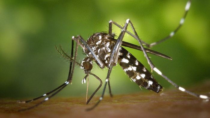 Alcaldía Promueve Medidas de Prevención del Dengue